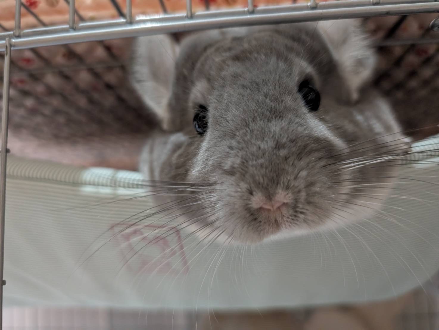 大森 一乃